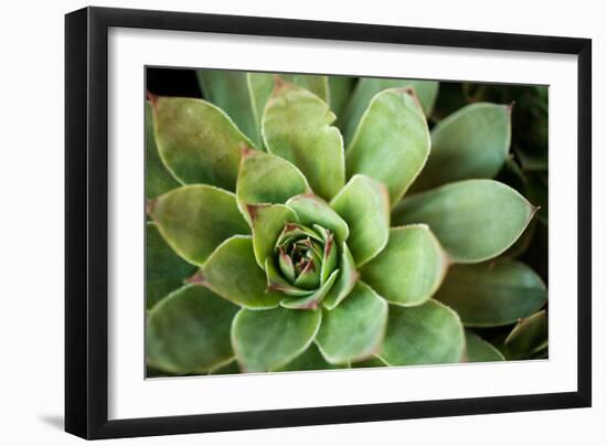 Sempervivum Rupicolum I-Erin Berzel-Framed Photographic Print