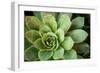 Sempervivum Rupicolum I-Erin Berzel-Framed Photographic Print