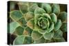 Sempervivum Rupicolum II-Erin Berzel-Stretched Canvas