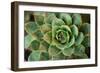 Sempervivum Rupicolum II-Erin Berzel-Framed Photographic Print