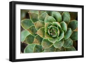 Sempervivum Rupicolum II-Erin Berzel-Framed Photographic Print