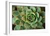 Sempervivum Rupicolum II-Erin Berzel-Framed Photographic Print