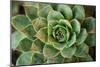 Sempervivum Rupicolum II-Erin Berzel-Mounted Photographic Print