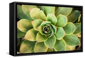 Sempervivum Rupicolum III-Erin Berzel-Framed Stretched Canvas