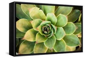 Sempervivum Rupicolum III-Erin Berzel-Framed Stretched Canvas