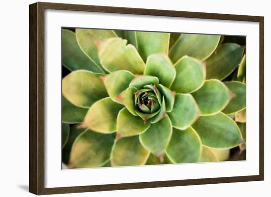 Sempervivum Rupicolum III-Erin Berzel-Framed Photographic Print