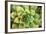 Sempervivum Rupicolum III-Erin Berzel-Framed Photographic Print