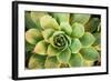 Sempervivum Rupicolum III-Erin Berzel-Framed Photographic Print