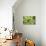 Sempervivum Rupicolum III-Erin Berzel-Photographic Print displayed on a wall