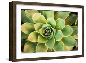 Sempervivum Rupicolum III-Erin Berzel-Framed Photographic Print