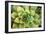 Sempervivum Rupicolum III-Erin Berzel-Framed Photographic Print