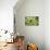 Sempervivum Rupicolum III-Erin Berzel-Mounted Photographic Print displayed on a wall