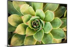 Sempervivum Rupicolum III-Erin Berzel-Mounted Photographic Print