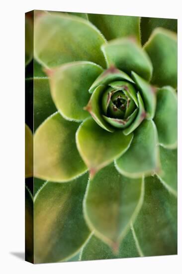 Sempervivum Rupicolum IV-Erin Berzel-Stretched Canvas