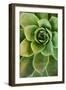 Sempervivum Rupicolum IV-Erin Berzel-Framed Premium Photographic Print