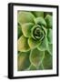 Sempervivum Rupicolum IV-Erin Berzel-Framed Premium Photographic Print