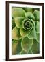 Sempervivum Rupicolum IV-Erin Berzel-Framed Photographic Print