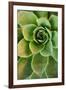 Sempervivum Rupicolum IV-Erin Berzel-Framed Photographic Print