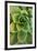 Sempervivum Rupicolum IV-Erin Berzel-Framed Photographic Print