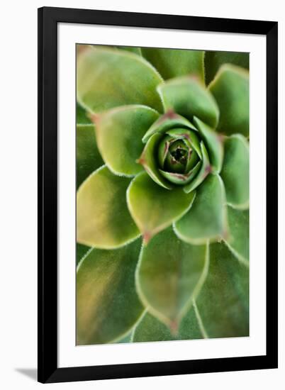 Sempervivum Rupicolum IV-Erin Berzel-Framed Photographic Print