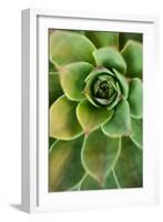 Sempervivum Rupicolum IV-Erin Berzel-Framed Photographic Print