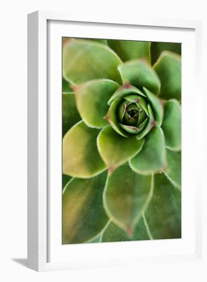 Sempervivum Rupicolum IV-Erin Berzel-Framed Photographic Print