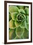 Sempervivum Rupicolum IV-Erin Berzel-Framed Photographic Print