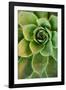 Sempervivum Rupicolum IV-Erin Berzel-Framed Photographic Print