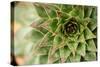 Sempervivum Succulent I-Erin Berzel-Stretched Canvas