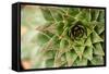 Sempervivum Succulent I-Erin Berzel-Framed Stretched Canvas