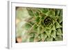 Sempervivum Succulent I-Erin Berzel-Framed Photographic Print