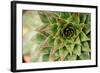 Sempervivum Succulent I-Erin Berzel-Framed Photographic Print