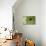 Sempervivum Succulent I-Erin Berzel-Photographic Print displayed on a wall