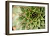 Sempervivum Succulent I-Erin Berzel-Framed Photographic Print