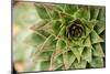 Sempervivum Succulent I-Erin Berzel-Mounted Photographic Print