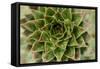 Sempervivum Succulent II-Erin Berzel-Framed Stretched Canvas