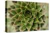 Sempervivum Succulent II-Erin Berzel-Stretched Canvas