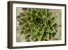 Sempervivum Succulent II-Erin Berzel-Framed Photographic Print