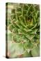 Sempervivum Succulent III-Erin Berzel-Stretched Canvas