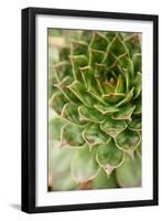 Sempervivum Succulent III-Erin Berzel-Framed Photographic Print