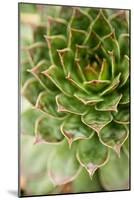 Sempervivum Succulent III-Erin Berzel-Mounted Photographic Print