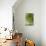 Sempervivum Succulent III-Erin Berzel-Mounted Photographic Print displayed on a wall