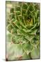 Sempervivum Succulent III-Erin Berzel-Mounted Photographic Print