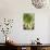 Sempervivum Succulent IV-Erin Berzel-Stretched Canvas displayed on a wall