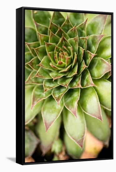 Sempervivum Succulent IV-Erin Berzel-Framed Stretched Canvas