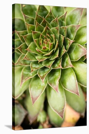 Sempervivum Succulent IV-Erin Berzel-Stretched Canvas