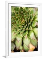 Sempervivum Succulent IV-Erin Berzel-Framed Photographic Print