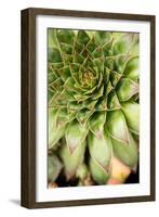 Sempervivum Succulent IV-Erin Berzel-Framed Photographic Print