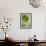 Sempervivum Succulent IV-Erin Berzel-Framed Photographic Print displayed on a wall