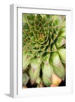 Sempervivum Succulent IV-Erin Berzel-Framed Photographic Print